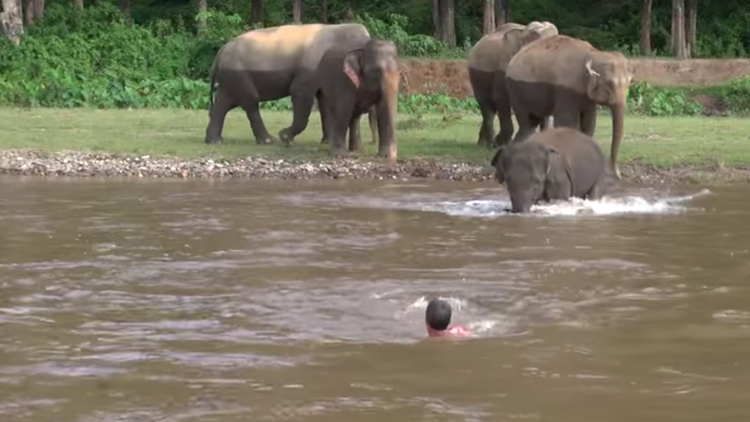 La nobleza animal: Esta elefanta se lanza a un río para salvar a un hombre