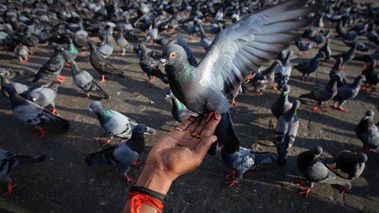 India detiene a 150 palomas en la frontera con Pakistán bajo sospecha de espionaje