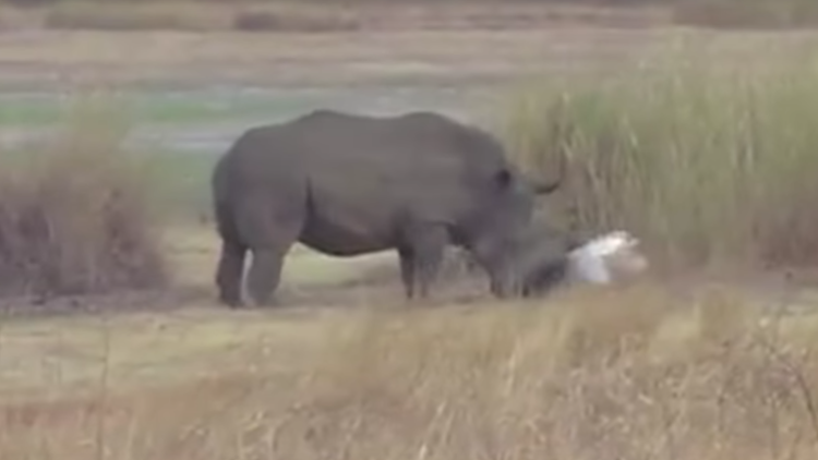 Rescatan a un rinoceronte que pasó varios días con un neumático atorado en su hocico