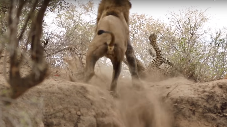 Acechando al enemigo: un león ataca por sorpresa a un leopardo 
