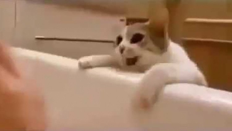 Un gatito asustado 'rescata' a su dueña de la bañera