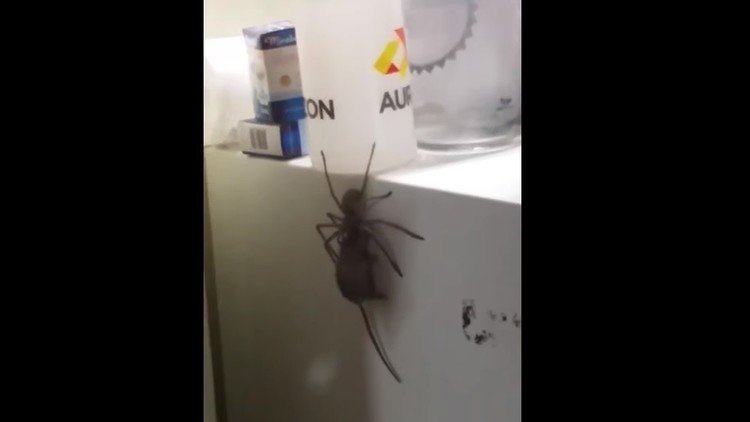 Entra en la cocina y ve a una araña enorme arrastrando un ratón por la cabeza