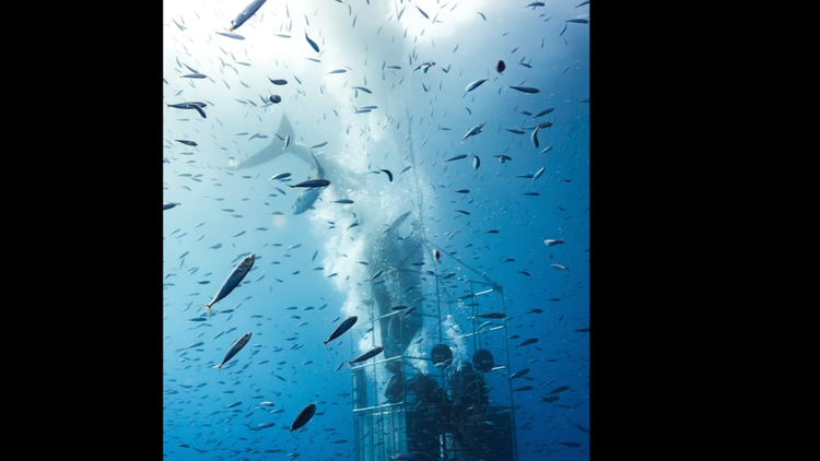 Escalofriante ataque de un gran tiburón blanco en las costas mexicanas