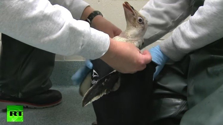 Le ponen un neopreno a un pingüino enfermo para salvarlo del frío