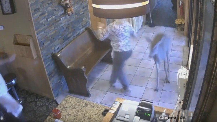 Un ciervo irrumpe en un restaurante y da un buen susto a los clientes