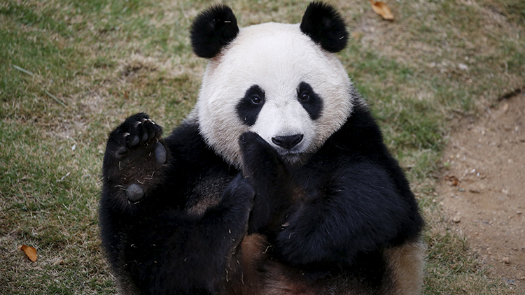 Kung Fu Panda: Un imprudente joven recibe una paliza en un zoológico en China (VIDEO)