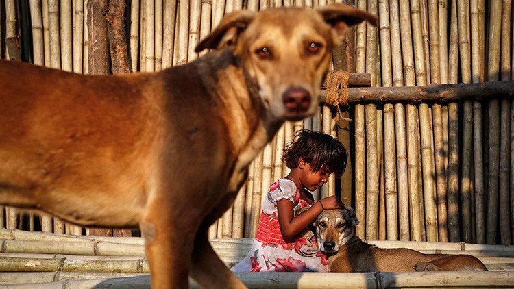 Prometen oro por matar a perros errantes en el sur de la India
