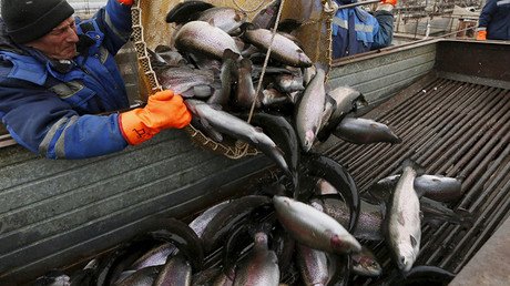 Las peligrosas consecuencias que puede tener la 'fuga' de 80.000 truchas en Dinamarca