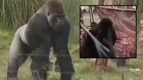Pánico en el zoo: Publican el momento en que un gorila rompe su jaula y escapa