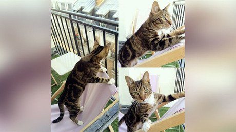 Un gato logra votar en las primarias y nadie se da cuenta