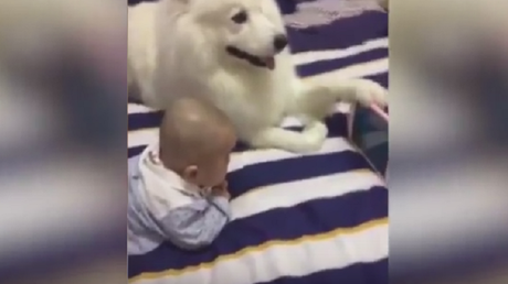 El video del día: Este adorable perro muestra para qué están los amigos