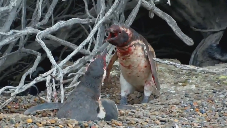 Volvió a su hogar y la encontró con otro: Sangrienta pelea entre dos pingüinos (FUERTES IMÁGENES)