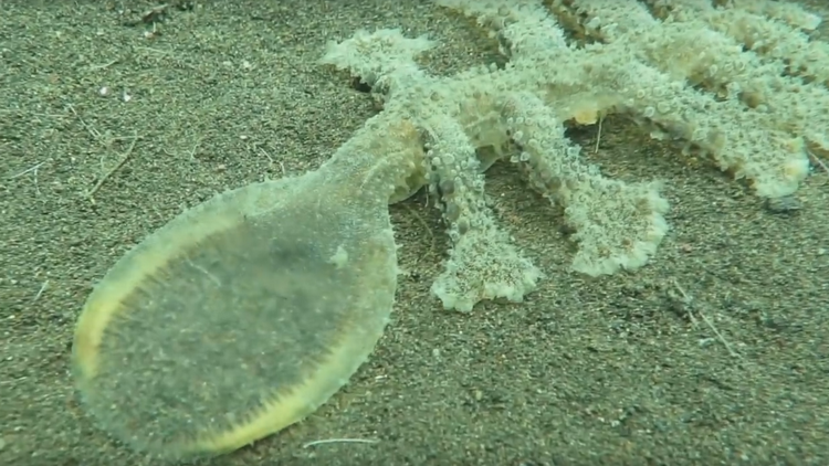¿Qué es esta bella y a la vez aterradora criatura oceánica que se expande?