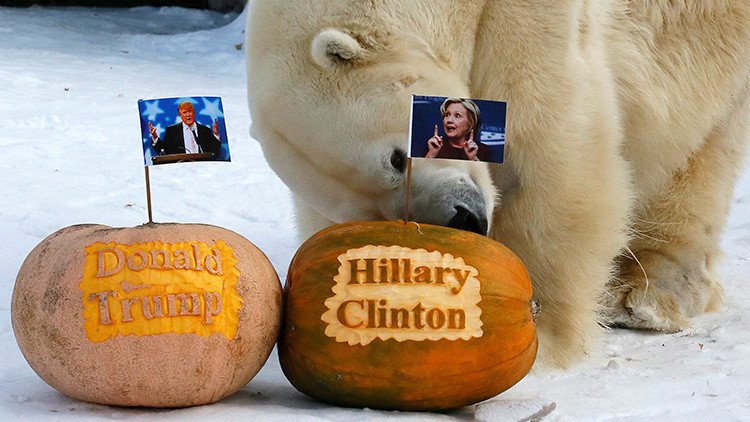 Un oso polar ruso ya sabe quién será el nuevo presidente de EE.UU.