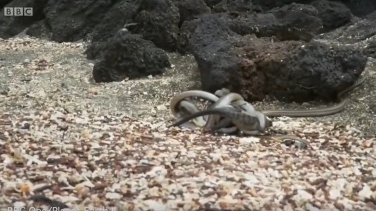 FUERTES IMÁGENES: un dramático ataque de una decena de serpientes a una iguana