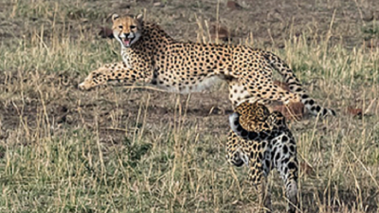 Valiente mamá guepardo da una impresionante lección a un leopardo para defender a sus cachorros
