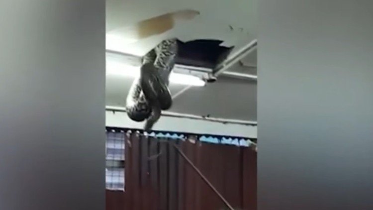 Una serpiente gigante cae del techo de un restaurante y los clientes huyen aterrorizados