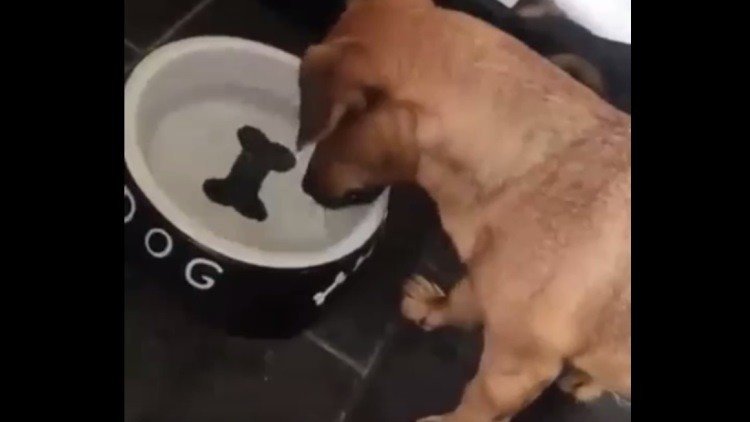 Un perro quiere comerse un hueso… pintado en su plato 