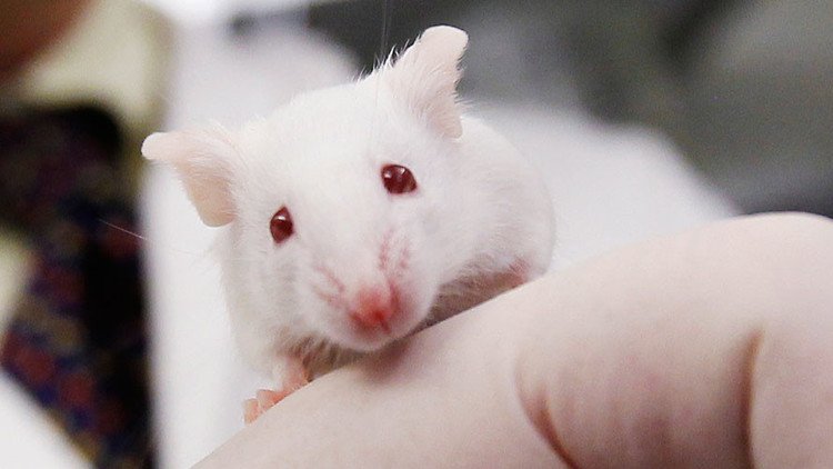 Científicos rejuvenecen ratones viejos con sangre humana