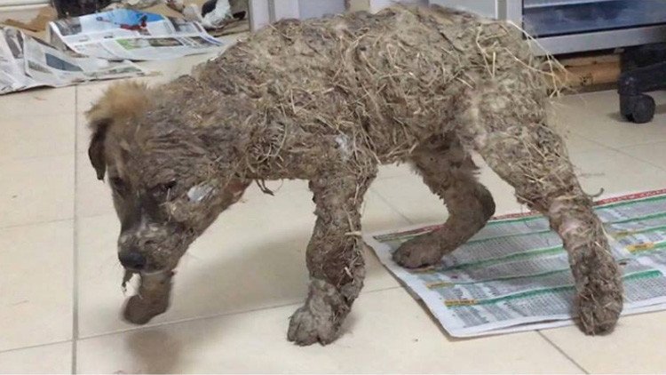 Fuertes imágenes: Un perro sobrevive a un 'baño' de pegamento y barro que casi lo petrifica