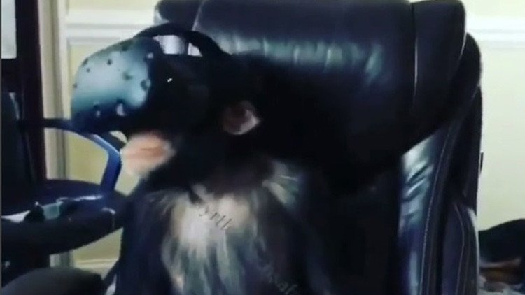 Un chimpancé con un casco de realidad virtual: ¿Diversión o maltrato?