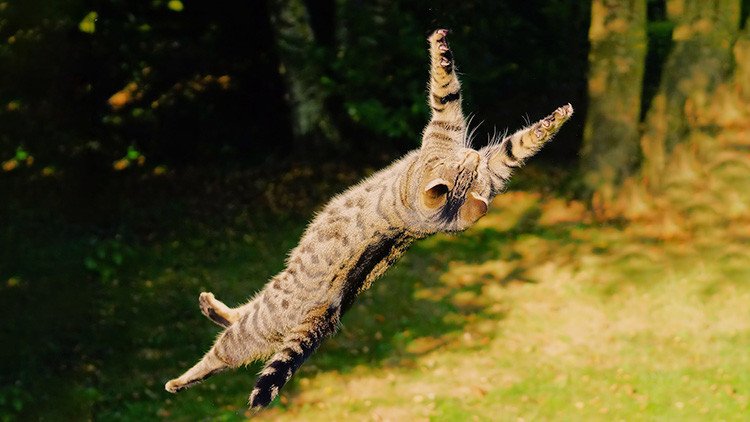 ¿Por qué la ciencia no deja de preguntarse qué hacen los gatos para caer siempre de pie? 