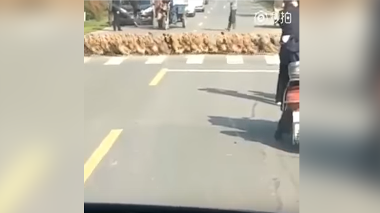 ¡Abra paso a los patitos!: Miles de patos desfilan con disciplina una calle en China