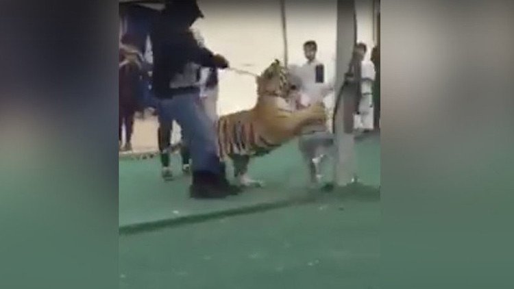 FUERTES IMÁGENES: Un tigre ataca a una niña en un mercado saudita