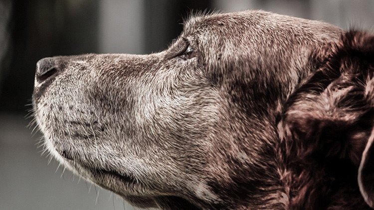 "No sin mis perros", un anciano de Costa Rica se negó a abandonar a sus mascotas al huracán Otto