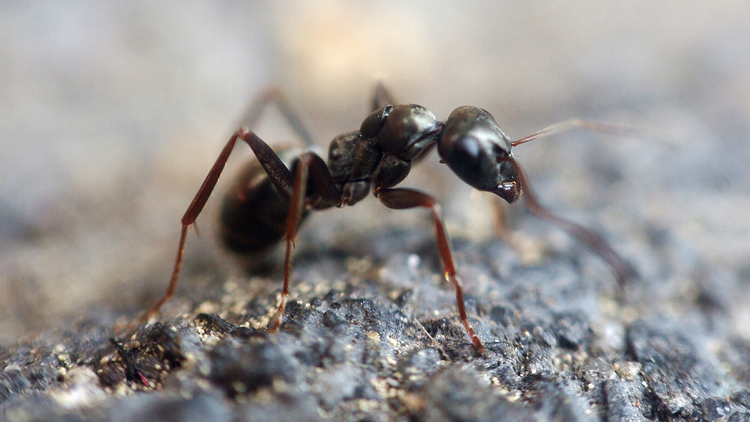 Unas hormigas que crean 'supercolonias' pueden estar preparando una invasión mundial