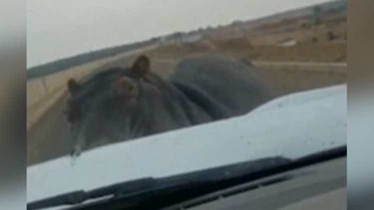 Un enojado hipopótamo ve un coche acercarse y esta fue su inesperada reacción 