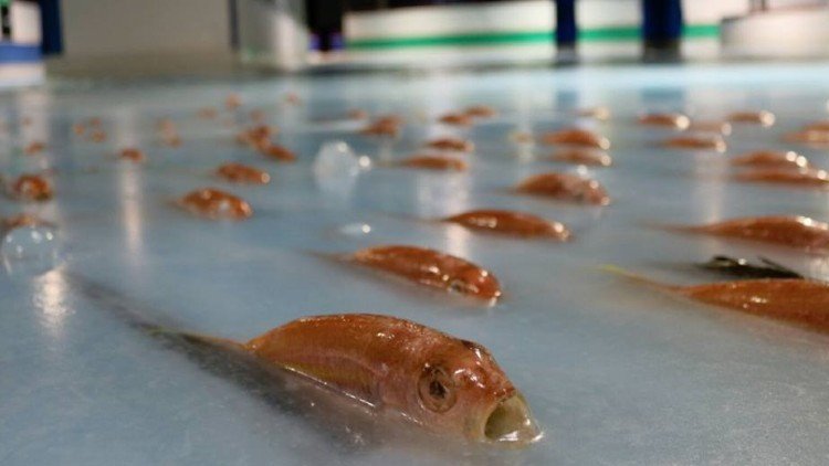 Una pista de patinaje con 5.000 peces congelados causa indignación en Japón (VIDEO)