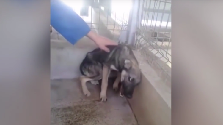 Reacción conmovedora: acarician a un perra por primera vez tras años de sufrir abusos