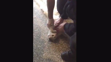 La 'resurrección' de un gato atrapado en la puerta de un hospital