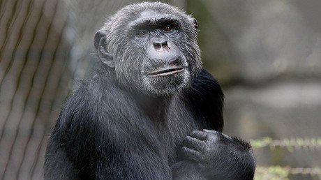 Histórico: Liberan a una chimpancé de un zoológico argentino por orden judicial