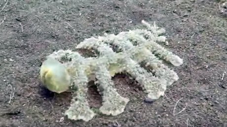 VIDEO: Misteriosa criatura de 13 patas y cabeza transparente es vista cerca de Indonesia