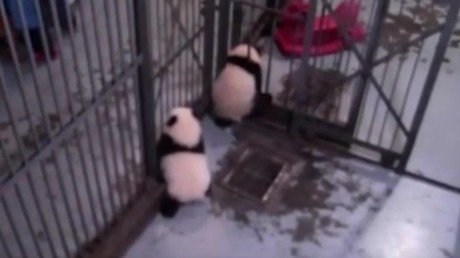 La fuga del año: un cachorro de panda se cuela entre dos barrotes