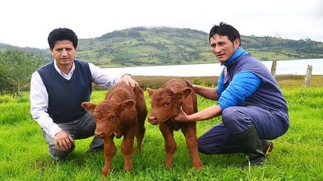 Nace El Primer Animal Clonado En Perú - RT