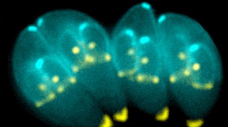 Descubren cómo podemos infectarnos del parásito que nos vuelve zombis