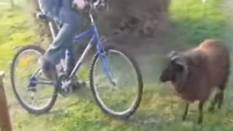 A este carnero no le gustan las bicicletas... ni los ciclistas