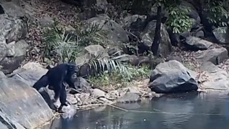 Observan a los chimpancés haciendo algo nunca visto hasta la fecha (VIDEO)