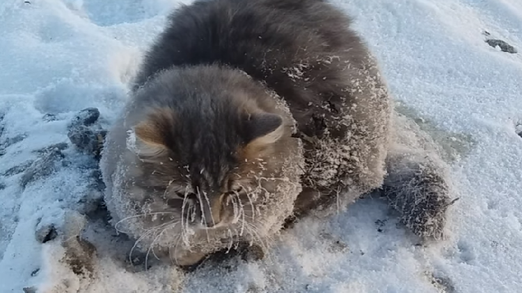 Rescatan en Rusia a un gato que estuvo a punto de morir atascado en el hielo