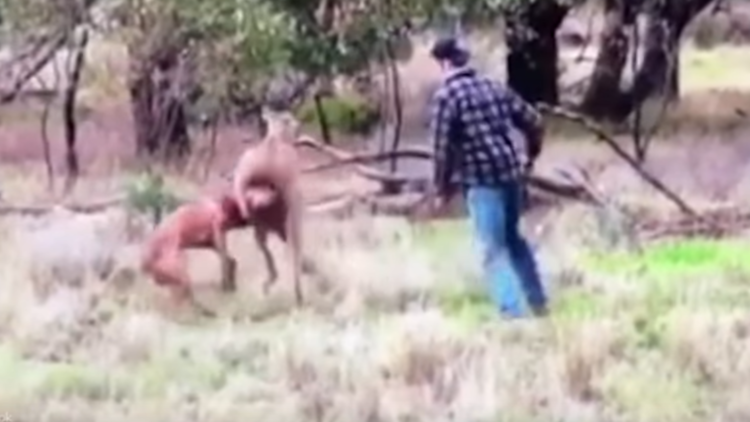Australiano 'hace ver estrellitas' a un canguro que estaba ahorcando a un perro