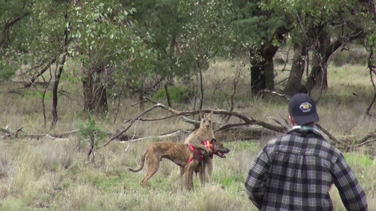 El empleado de un zoo australiano que golpeó a un canguro para salvar a su perro no será despedido 
