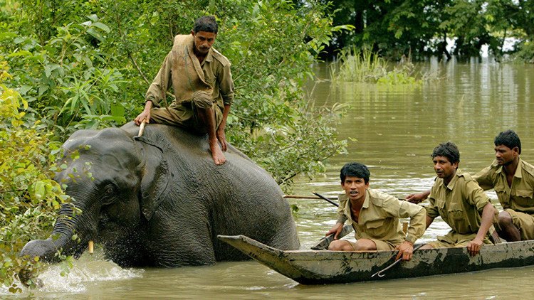 5 cosas horribles que no te contaron en el documental sobre el parque nacional indio de Kaziranga