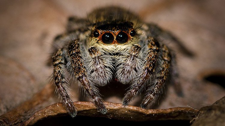 Arañas voladoras: descubren cuatro especies de arañas capaces de viajar sobre el océano (Foto)