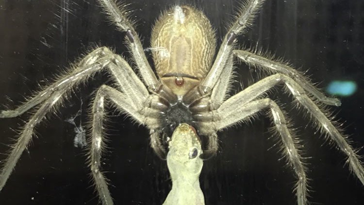 Mientras tanto en Australia: una araña gigante devora a un lagarto (VIDEO)