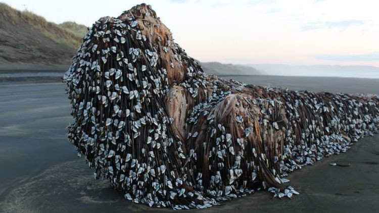 "¿Alguien sabe qué es esto?": Encuentran un "monstruo marino con rastas" en Nueva Zelanda