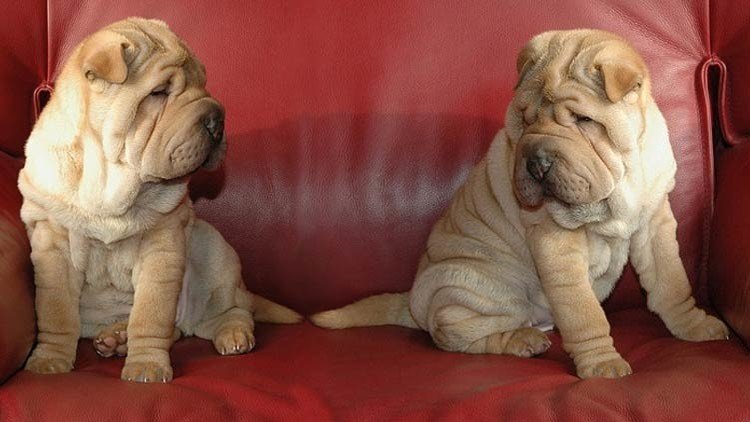 Primer perro clonado en Argentina: Una familia decide "hacer una réplica" de su mascota favorita 