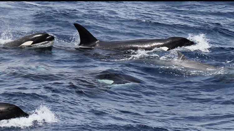 FUERTES IMÁGENES: Captan por primera vez cómo las orcas cazan y matan a una rara especie de ballena 